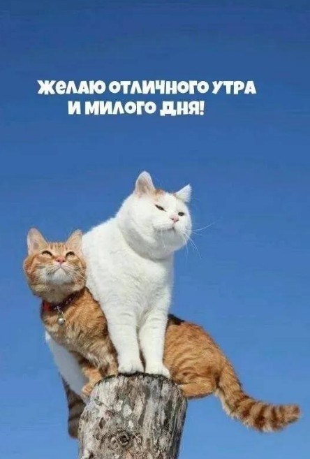 Открытка с добрым утром