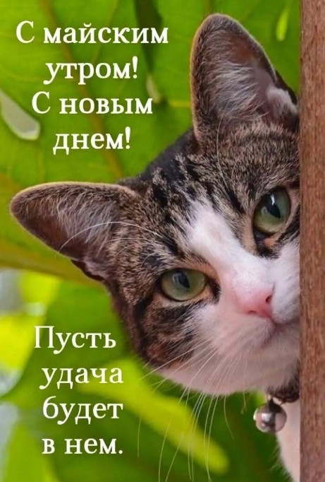 Открытка с майским утром 