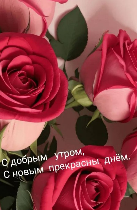 Открытка с добрым утром и красивыми красными розами