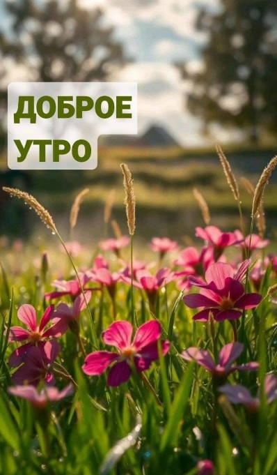 Открытка Доброе утро с красивыми цветами