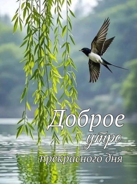 Открытка Доброе утро и прекрасного дня 
