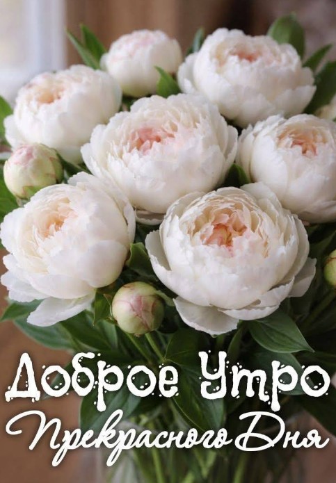 Доброе утро и Прекрасного дня