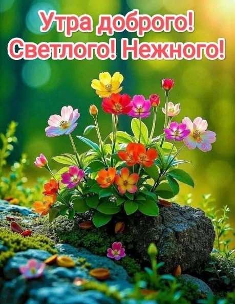 Утра доброго, светлого, нежного