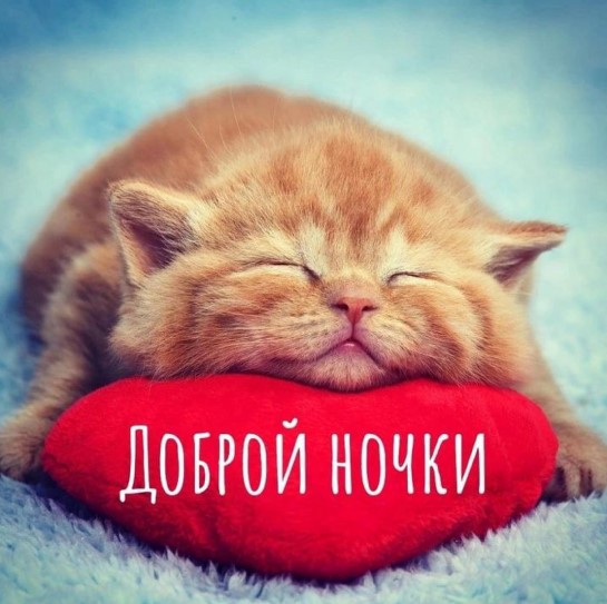 Доброй ночки, мурр :)