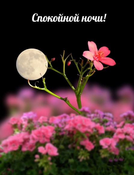 Красивая открытка спокойной ночи, луна и цветочек
