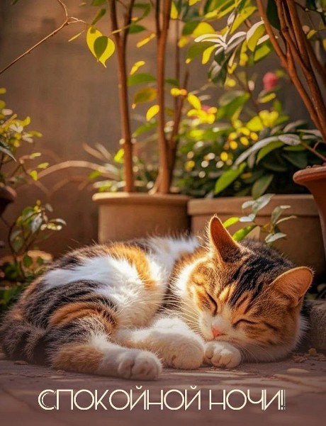 Милый трехцветный котик спит среди домашних растений в лучах заката с надписью Спокойной ночи