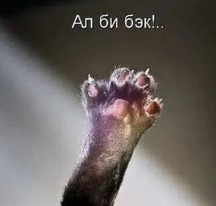 Открытка с прикольной лапкой кота Ал би бэк!