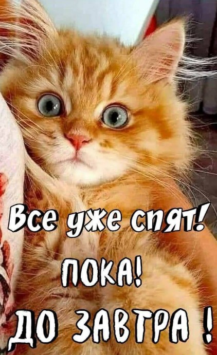 Открытка с пожеланием спокойной ночи с милым рыжим котенком