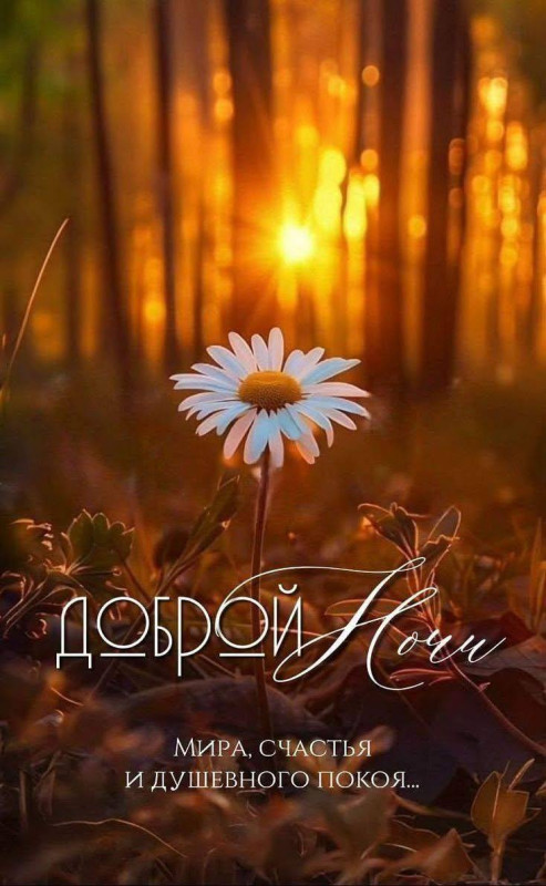 Открытка Доброй ночи с изображением белой ромашки на фоне теплого золотистого заката в лесу