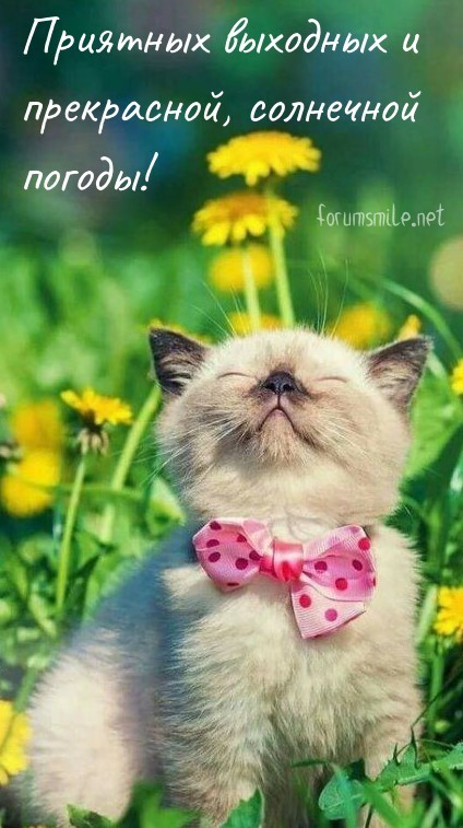 Кот Мурзик желает приятных выходных и прекрасной, солнечной погоды