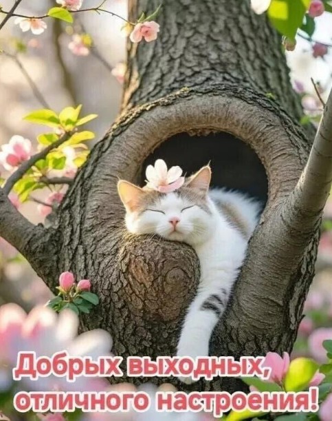 Открытка с милым котиком: добрых выходных и отличного настроения