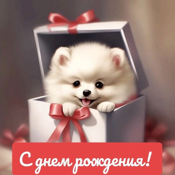 Подарок на день рождения - маленькая пушистая белая собачка