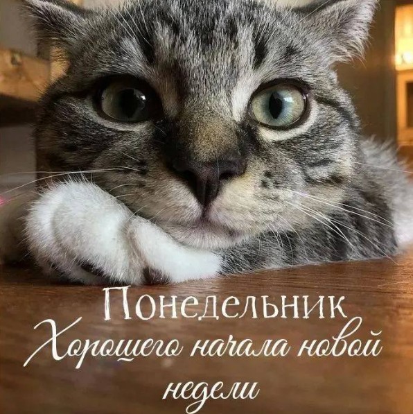 Открытка Понедельник: Хорошего начала новой недели с котиком