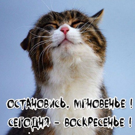 Открытка с воскресеньем: смешной кот, наслаждающийся моментом