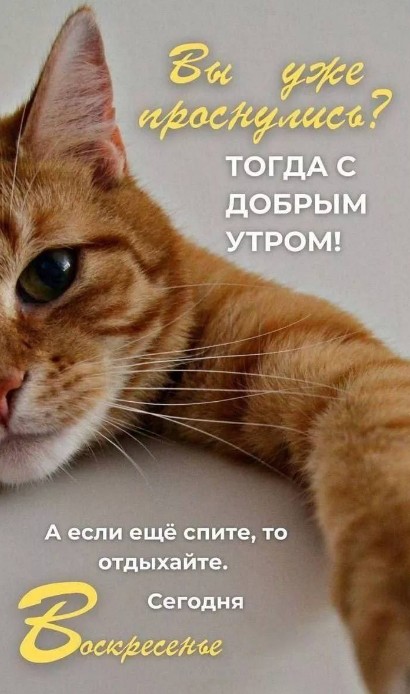 Рыжий кот смотрит в камеру, надпись на открытке: Вы уже проснулись? Тогда с добрым утром! Сегодня воскресенье.