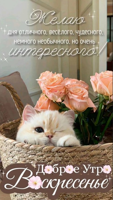 Милый белый котенок подмигивает из плетеной корзины с нежно-розовыми цветами, надпись Доброе утро воскресенье