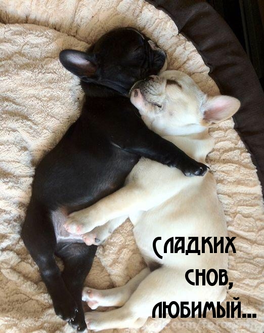 Сладких снов, любимый!