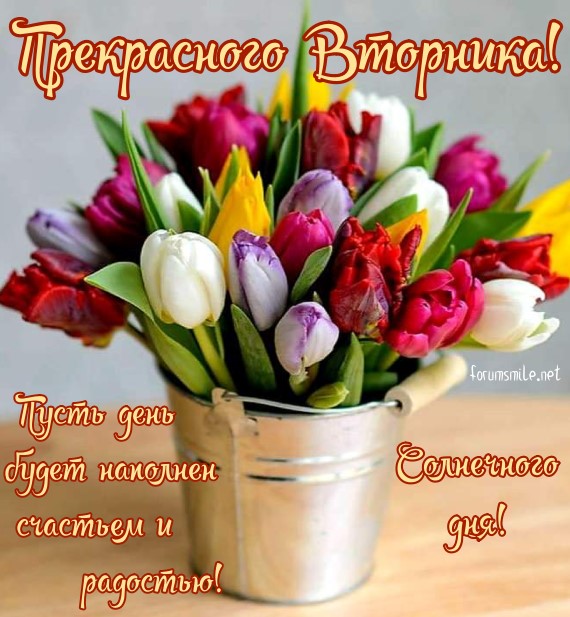 Прекрасного вторника, открытка с тюльпанами