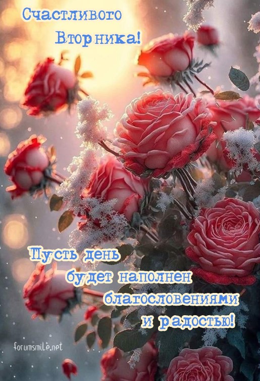 Счастливого вторника, открытка с красивыми розами