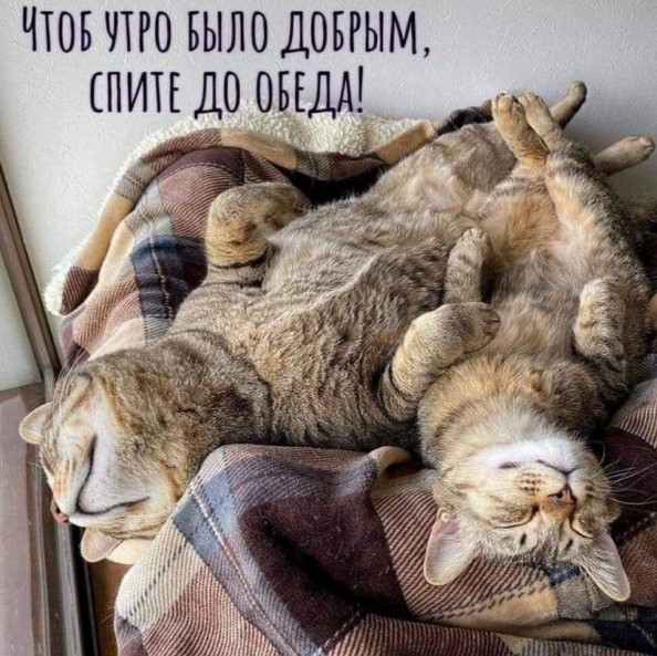 Чтоб утро было добрым, спите до обеда