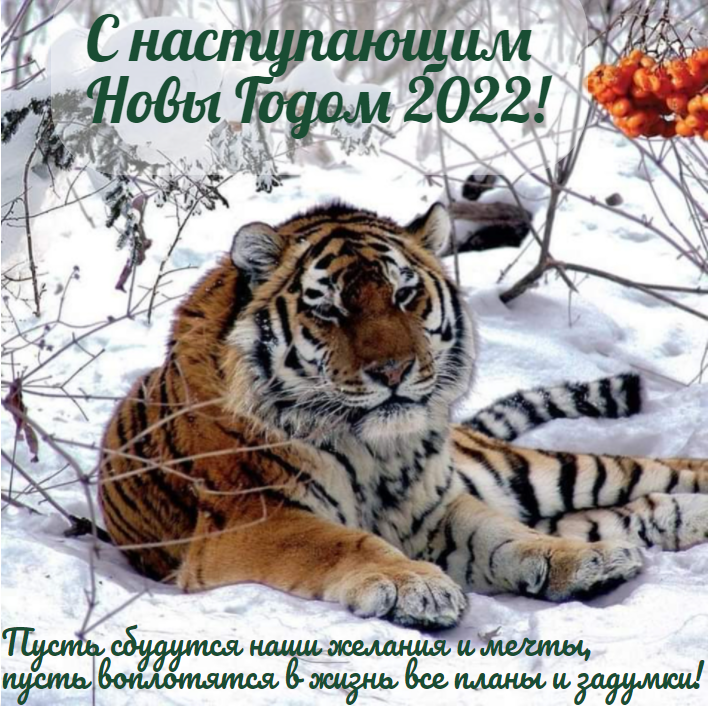 С наступающим годом тигра! Пусть сбудутся наши мечты, пусть воплотятся все планы и желания