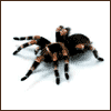 Черный паук картинка 