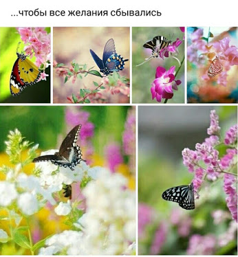 Открытка картинка пожелание с бабочками 